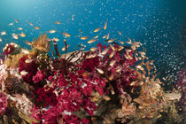 Korallenriff by Reinhard Dirscherl