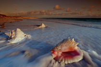 Muscheln am Strand by Reinhard Dirscherl