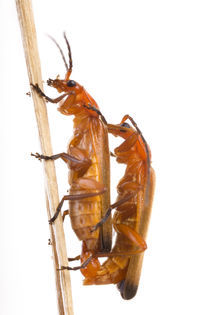 Rotgelber Weichkäfer (Rhagonycha fulva)  von Alfred Schauhuber