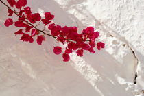 Bougainvillea von pichris