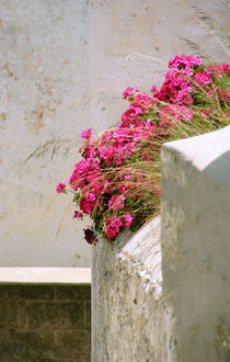 MAUERblümchen by pichris