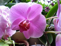 Orchidee, pink by Henriette Abt