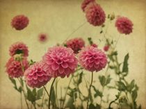 Dahlia Daydream by Priska Wettstein