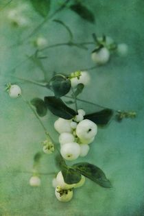 Snowberries von Priska Wettstein