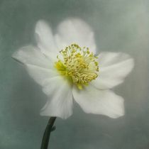 Helleborus niger von Priska Wettstein