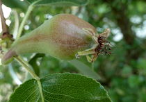 Birnenbaby - Pyrus communis by regenbogenfloh