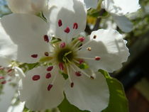 Birnenblüte - Pyrus communis von regenbogenfloh