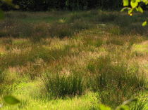 gräser im Moor by mystery