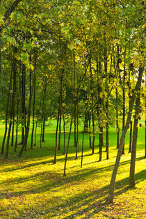 Herbstfrische von leonardofranko