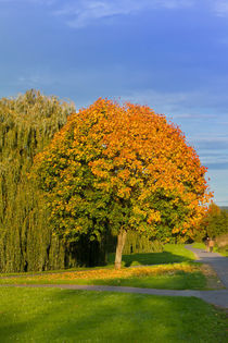 Herbstimpression von leonardofranko