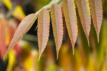 Bunter Herbst von leonardofranko