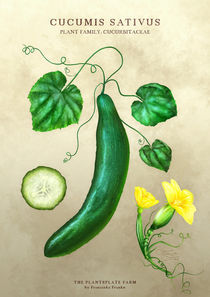 Cucumis Sativus by Franziska Franke