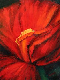 Californischer Mohn I by Barbara Stolzenhain