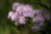 Wiesenraute von blickpunkte