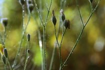 Herbstgrün by blickpunkte