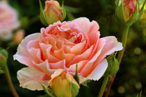 ROSE mit Bokeh von blickpunkte