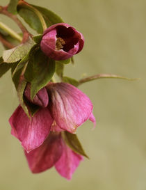 Christrose  (Helleborus niger) von blickpunkte