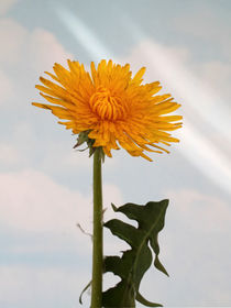 Löwenzahnblüte mit Blatt by blickpunkte