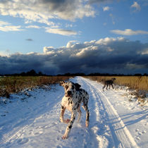 Doggen im Schnee von Mathias May