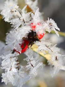 Eiskristall von Christine Bässler