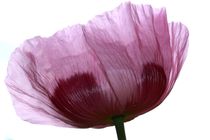 Mohn von Christine Bässler