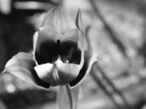 Tulpe von Christine Bässler