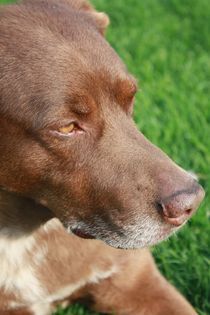 Gedanken eine Hundes.. von Christine Bässler