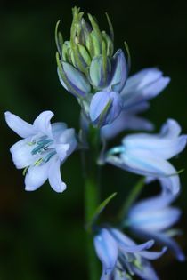 Blaue Rispe von Christine Bässler