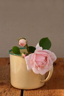 cup of roses II by pichris