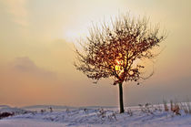 Winterabend; Landschaft von moqui