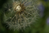 The dandelion by Iryna Mathes