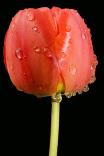 Red tulip with water drops by Iryna Mathes