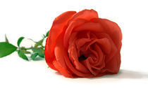 Red rose von Iryna Mathes