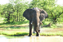 elefant von ralf werner froelich