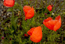 Klatschmohn by opaho