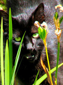 Portrait einer jagenden Katze hinter Grashalmen von opaho