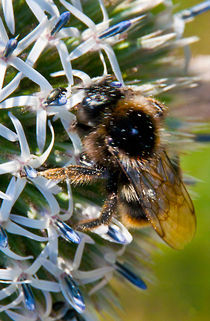 Hummel und Käfer von opaho