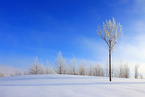 außerirdisches Blau an einem Wintertag by opaho