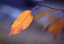 Herbstleuchten by Anja Osenberg