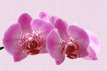 Orchidee Phalaenopsis von monarch
