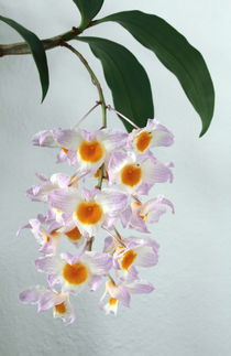 Orchidee - Dendrobium farmeri - by monarch