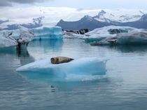 Gletscherlagune Jökulsarlon in Island mit Robbe von Mellieha Zacharias