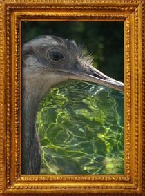 WATER EMU by photofiction