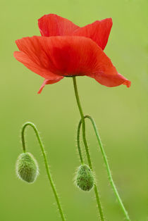 Mohn by Thorsten Thiel