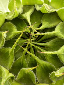 Sonnenblumenknospe - Helianthus annuus von regenbogenfloh