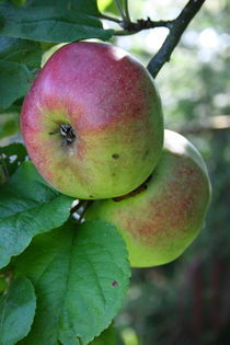 rote Äpfel   von hadot