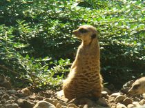 Erdmännchen im Wuppertaler Zoo by chris65