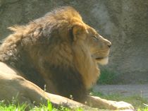 Löwe im Wuppertaler Zoo by chris65