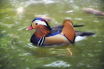 Mandarin-Ente by Siegfried Meyer