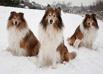 Collies by Siegfried Meyer